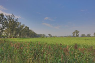 Nam seslendirdi Wai sulak