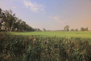 Nam seslendirdi Wai sulak