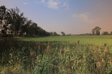 Nam seslendirdi Wai sulak