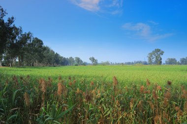 Nam seslendirdi Wai sulak
