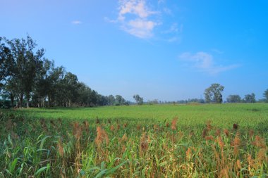 Nam seslendirdi Wai sulak