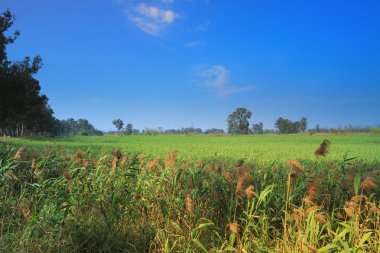 Nam seslendirdi Wai sulak