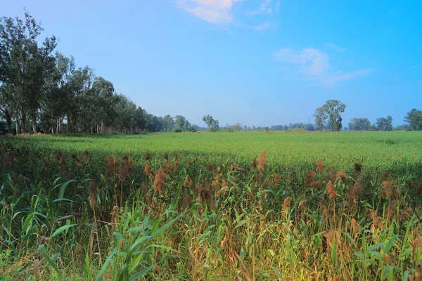 Feuchtgebiet von nam sang wai — Stockfoto