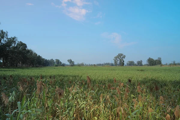 Водно-болотних угідь Nam співали Wai — стокове фото