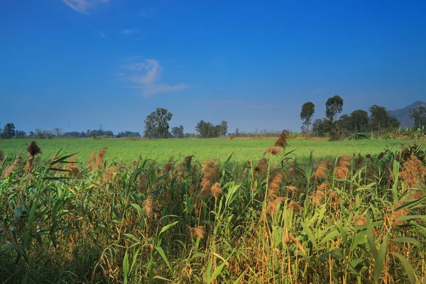 Wetland of NAM SANG WAI — Stock Photo, Image