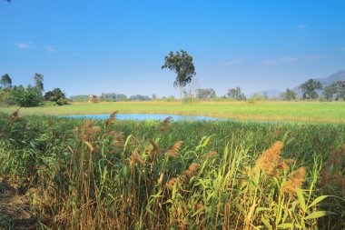 Nam seslendirdi Wai sulak
