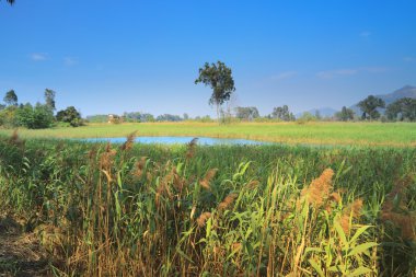 Nam seslendirdi Wai sulak