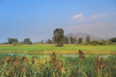 Nam seslendirdi Wai sulak