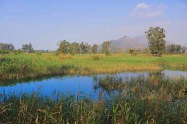 Nam seslendirdi Wai sulak