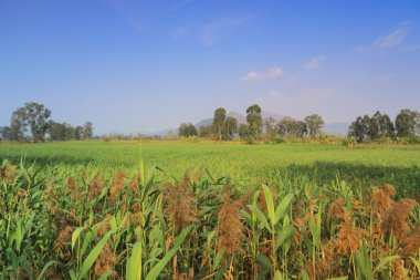 Nam seslendirdi Wai sulak