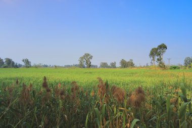 Nam seslendirdi Wai sulak