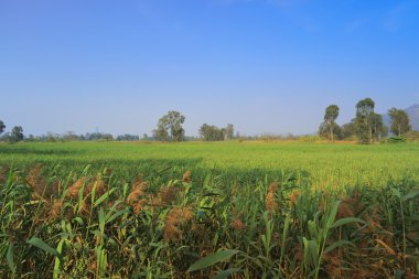 Nam seslendirdi Wai sulak