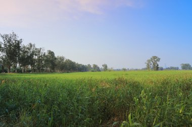 Nam seslendirdi Wai sulak