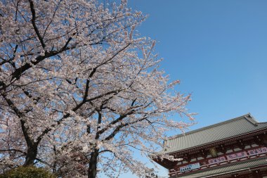 Kiraz çiçeği ile Japon pagodo 