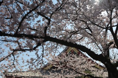 Denpo-bir os en güzel bahçeleri mevcuttur 