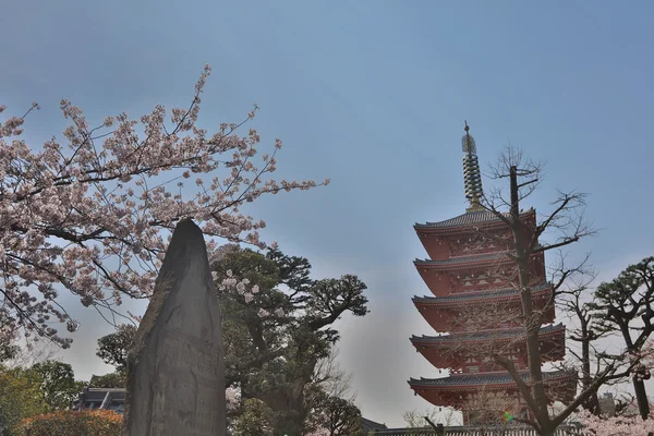 Denpo-in em Asakusa durante a flor de cereja em — Fotografia de Stock