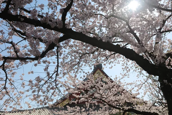 Denpo bileşeninde Asakusa kiraz çiçeği sırasında