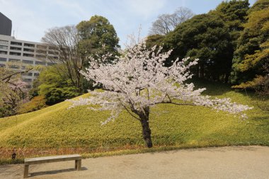 Bahar Korakuen Garden'da Koishikawa