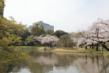  güzel çiçek kiraz ağacı 
