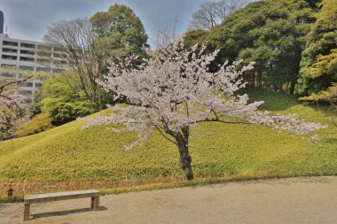  güzel çiçek kiraz ağacı 