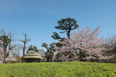 Denpo bileşeninde Asakusa kiraz çiçeği sırasında