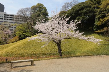 Bahar Korakuen Garden'da Koishikawa