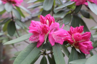 Güzel pembe ormangülü ağacı çiçekleri