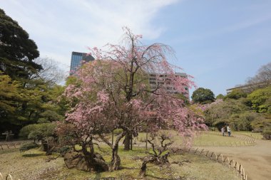 Bahar Korakuen Garden'da Koishikawa