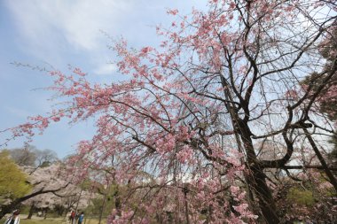 Bahar Korakuen Garden'da Koishikawa