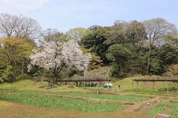 The beautiful blooming cherry tree — Stock Photo, Image