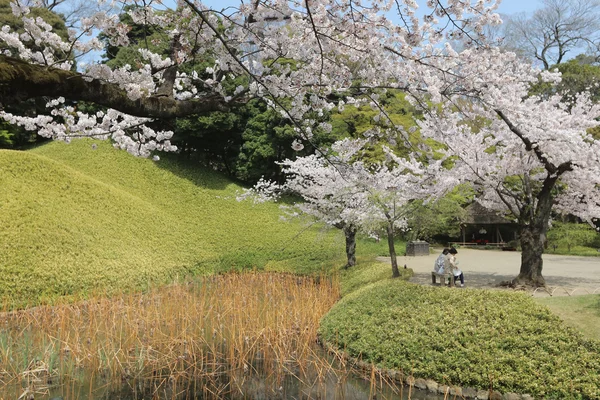 美しく咲く桜の木 — ストック写真