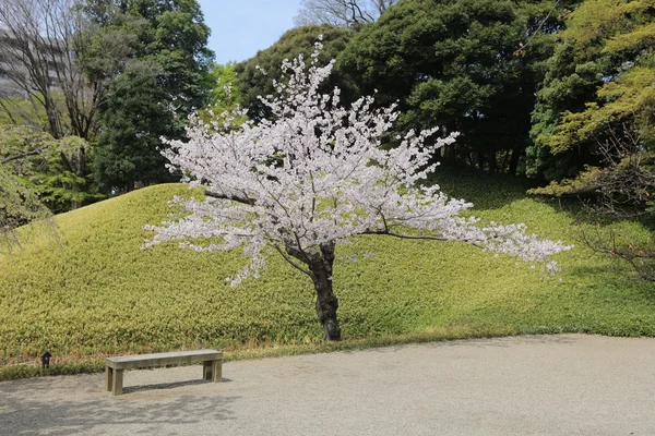 美しく咲く桜の木 — ストック写真