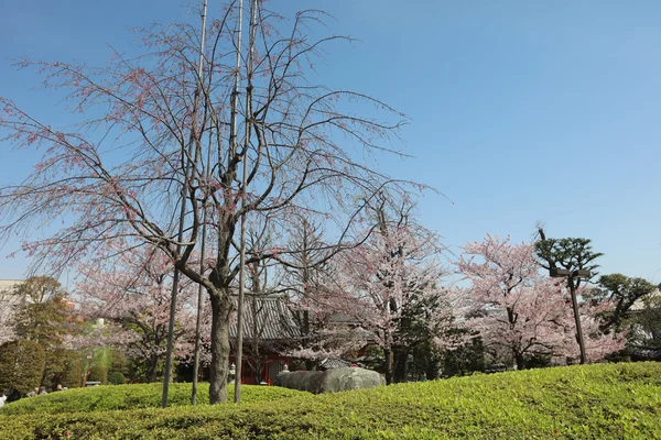 Denpo では 1 つの os の最も美しい庭園です。 — ストック写真