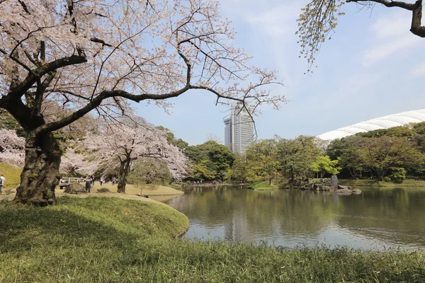 Koishikawa korakuen Garten im Frühling — Stockfoto