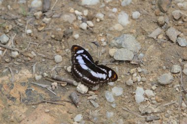 Beautiful butterfly'doğa
