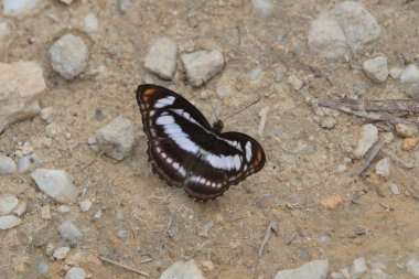 Beautiful butterfly'doğa