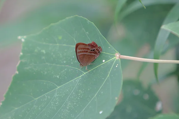 A bela borboleta em natureza — Fotografia de Stock