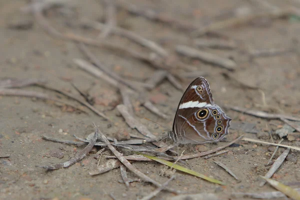 A bela borboleta em natureza — Fotografia de Stock