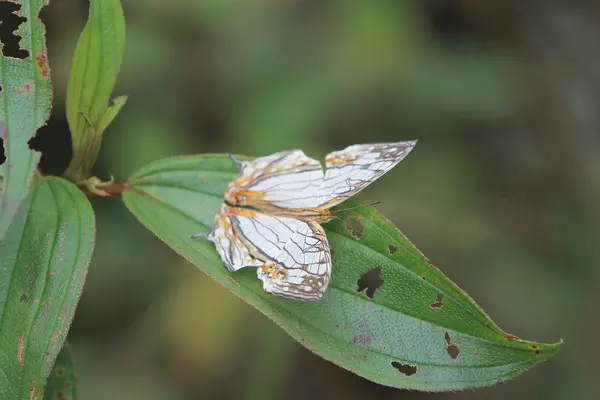 Krásný motýl v přírodě — Stock fotografie