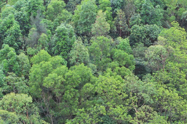 Padrão de árvore verde em nautre — Fotografia de Stock