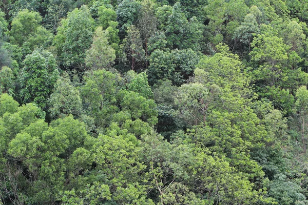 Muster von grünem Baum im Nirgendwo — Stockfoto