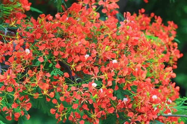 Flame Tree Flower Royal Poinciana