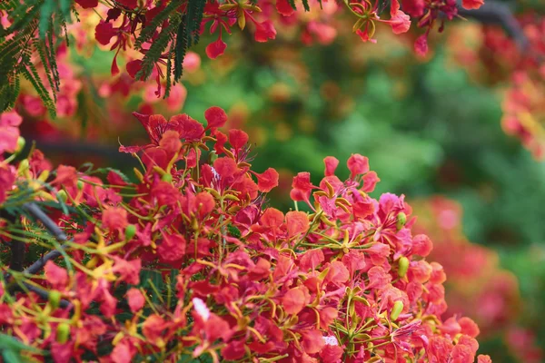 Flame Tree Flower Royal Poinciana