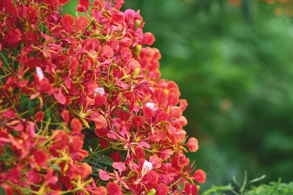 Llama árbol flor Royal Poinciana —  Fotos de Stock