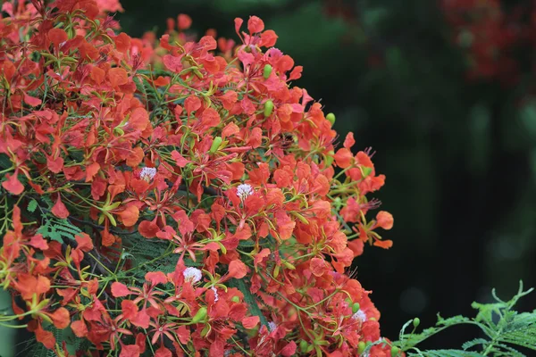 Flame Tree Flor Real Poinciana — Fotografia de Stock