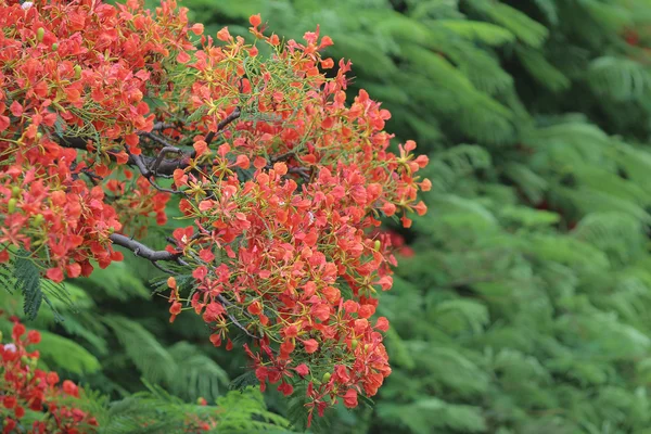 Płomień drzewo kwiat Royal Poinciana — Zdjęcie stockowe