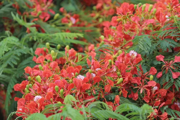 Pohon Api Bunga Kerajaan Poinciana — Stok Foto