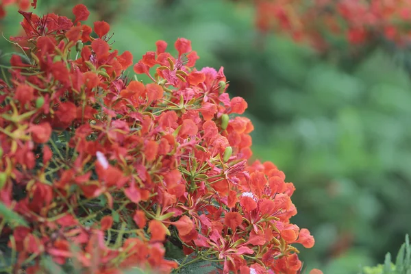 Alev ağacı çiçek Royal Poinciana — Stok fotoğraf