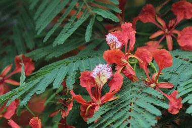 Alev ağacı çiçek Royal Poinciana 