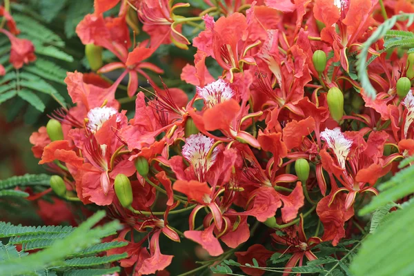 Flame Tree Flower Royal Poinciana